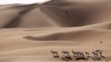 پناهگاه غزال عربی در جنوب ابوظبی نزديک مرز امارات متحده عربی با عربستان. اين پناهگاه با وسعت تقريبی ۸۹۰۰ کيلومتر مربع ۱۵۵ راس غزال را در خود جای داده است. در دهه ۱۹۷۰ و ۱۹۸۰ ميلادی بيم از آن می&zwnj;رفت که نسل اين نوع غزال در حال انقراض باشد که طی يک طرح حفاظت ۵ ساله&zwnj;، با کمک ايالات متحده، جلوی انقراض کامل آن گرفته شد.