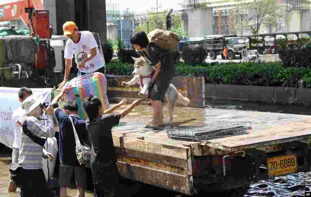 A family of evacuees prepare to coax their husky off a truck, so they can register at the Don Mueang evacuation center, October 25, 2011 (VOA - G. Paluch).