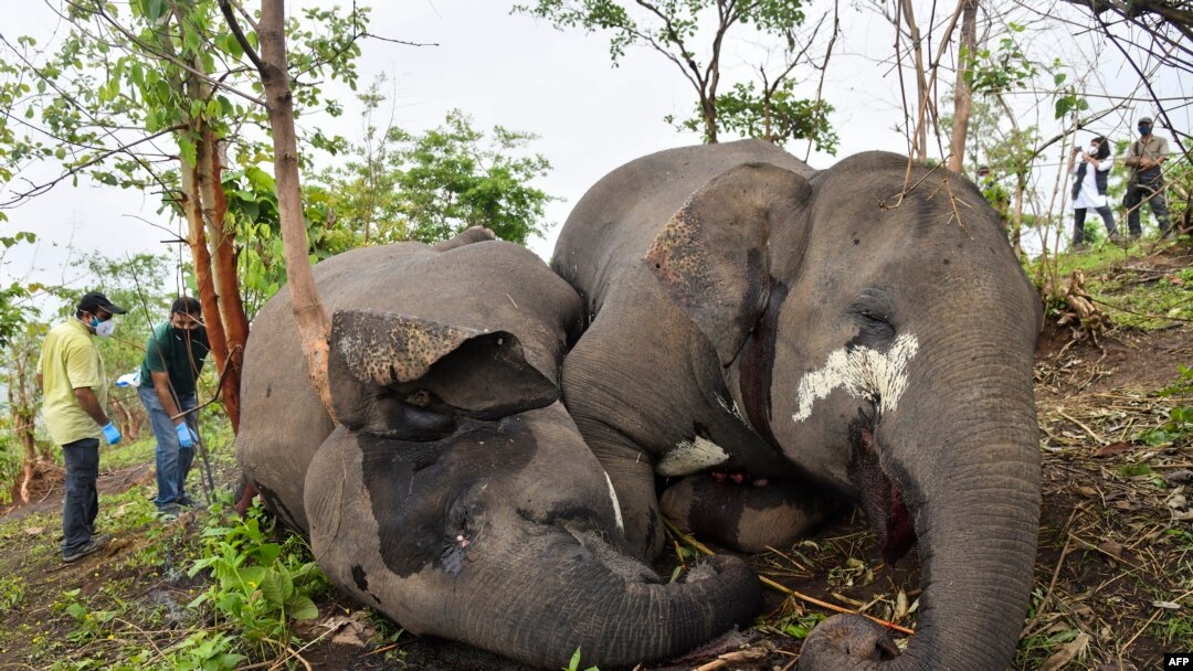 Tim dokter hewan memeriksa mayat gajah liar, yang diduga tewas tersambar petir, di lereng bukit di distrik Nagaon, negara bagian Assam pada 14 Mei 2021. (Biju BORO / AFP)