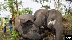 Tim dokter hewan memeriksa mayat gajah liar, yang diduga tewas tersambar petir, di lereng bukit di distrik Nagaon, negara bagian Assam pada 14 Mei 2021. (Biju BORO / AFP)