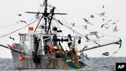 FILE - Gulls follow a shrimp fishing boat as crewmen haul in their catch in the Gulf of Maine, Jan. 6, 2012.