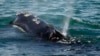 Right Whale Number Decrease Slowing, But Threats Remain
