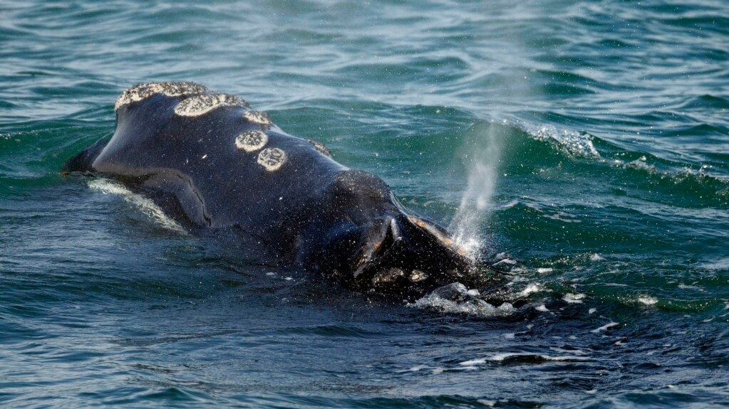 Right Whale Number Decrease Slowing, But Threats Remain