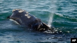 FILE - A North Atlantic right whale feeds on the surface of Cape Cod bay off the coast of Plymouth, Mass., March 28, 2018. (AP Photo/Michael Dwyer, File)