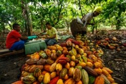 Brazilian farm workers Jose Carlos, 37, and Daniel Ferreira, 34, cut cocoa fuits and evaluate their quality as Nivaldo Novaes dos Santos, right, 27, collects them at Altamira farm in Itajuipe, Bahia state, Brazil, Dec. 13, 2019.