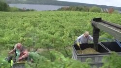 Debut del vino anaranjado