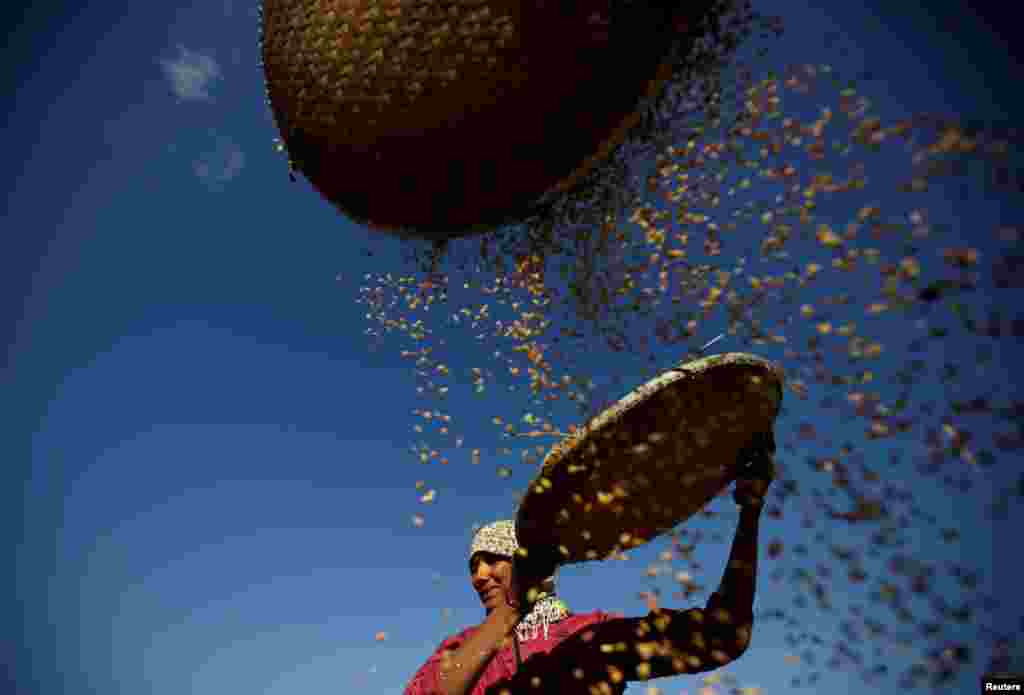 A farmer harvests rice on a field in Lalitpur, Nepal.