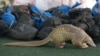 COVID-19 Brings Attention to Pangolins