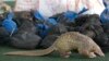 COVID-19 Shines Spotlight on Shy Pangolin 