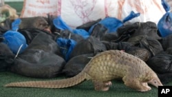 FILE - A Thai customs official displays some of the 136 pangolins and 992 pounds of pangolin scales it seized, during a press conference at the Customs Department in Bangkok, Aug. 31, 2017. 