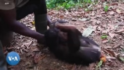 Au Cameroun, un refuge pour les chimpanzés menacés de disparition