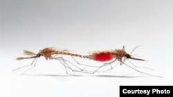 Mating of some disease-carrying mosquitoes would not result in births if scientists can disable the male’s mating plug. (University College London/Sam Cotton) 