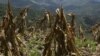 Hit by Poor Rainfall, Zimbabwe Faces 2012 Major Food Deficit