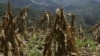 Hit by Poor Rainfall, Zimbabwe Faces 2012 Major Food Deficit