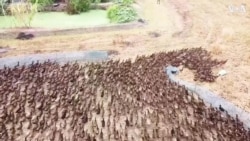 Drone Footage Shows Thousands of Ducks 'Cleaning' Rice Paddies in Thailand 
