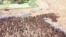 Drone Footage Shows Thousands of Ducks 'Cleaning' Rice Paddies in Thailand 