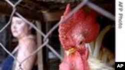 Fighting Global Avian Flu