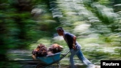 FILE - An Indonesian worker pushes a cart of palm oil fruits at Felda Bukit Cerakah in the district of Klang, outside Kuala Lumpur, Apr. 16, 2014.