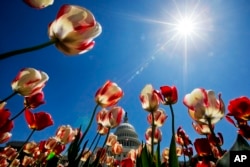 FILE - Tulips, already beginning to peak, frame the U.S. Capitol in Washington, Sunday April 27, 2014. (AP Photo/Jacquelyn Martin)