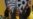 South Africa Sets Date for New Parliamentary Elections