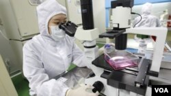Seorang peneliti melakukan pembenihan sel induk di laboratorium. Kini teknologi kedokteran memungkinkan pencangkokan sel induk penderita untuk digunakan menyembuhkan penyakit kanker.