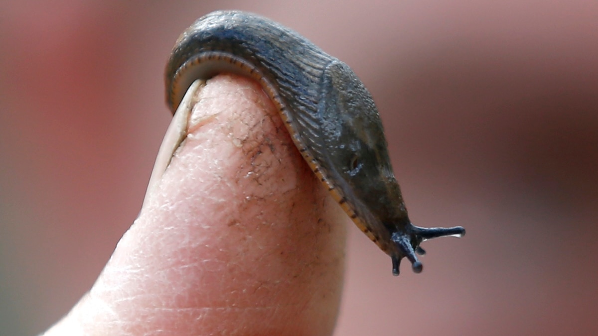 Slug slime inspires a new kind of surgical glue