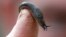 FILE - A slug rests on a finger of a gardener in a park in London, April 29, 2016. Scientists have studied the mucus of snails to develop an experimental surgical glue.