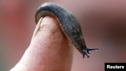 FILE - A slug rests on a finger of a gardener in a park in London, April 29, 2016. Scientists have studied the mucus of snails to develop an experimental surgical glue.