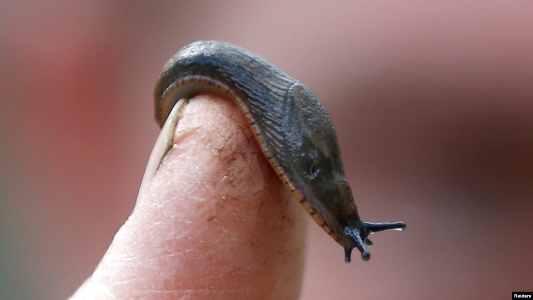 ARSIP - Seekor siput tampak bertengger di jari seorang tukang kebun di sebuah taman di London, Inggris, 29 April 2016 (foto: REUTERS/Peter Nicholls)