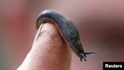 ARSIP - Seekor siput tampak bertengger di jari seorang tukang kebun di sebuah taman di London, Inggris, 29 April 2016 (foto: REUTERS/Peter Nicholls)