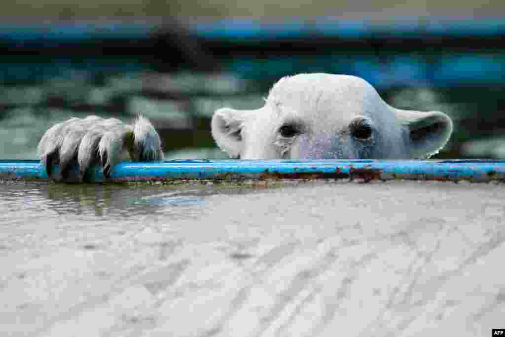A Polar bear swims in a pool at the center of reproduction of rare species of animals at the Moscow Zoo in the village of Sychevo, Russia.