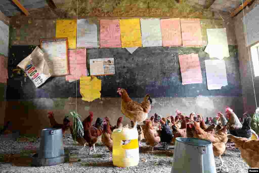 Chickens are seen in a classroom that was turned into a poultry house because of COVID-19 in the town of Wang'uru, Kenya.