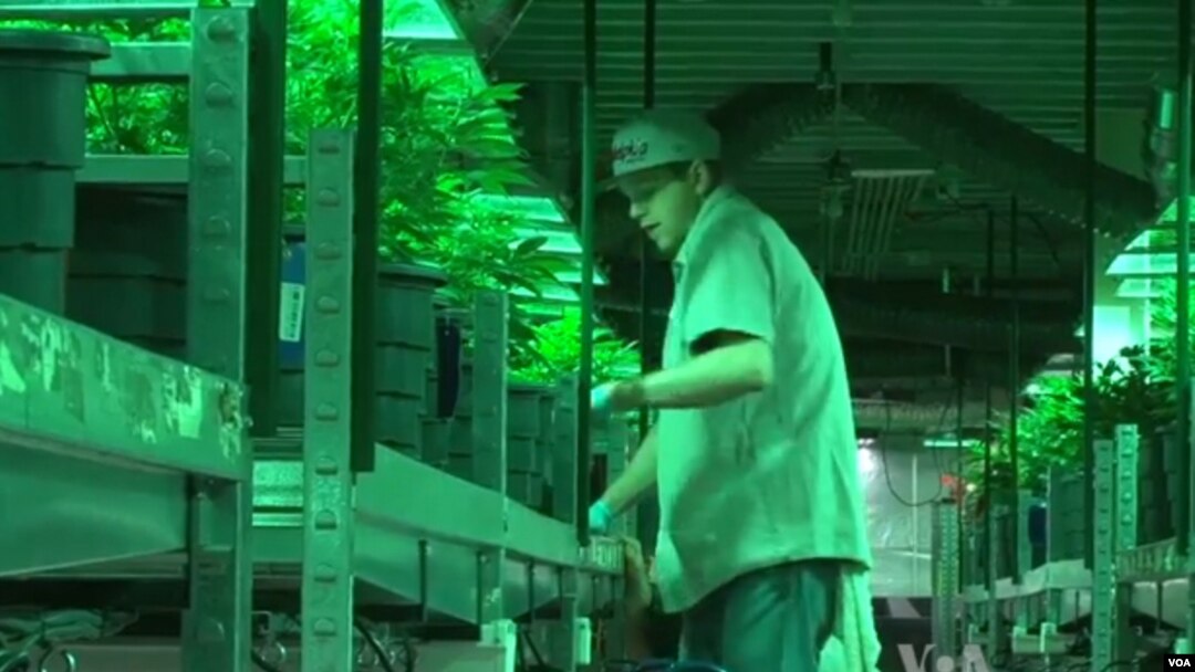 Colorado je legalizovao prodaju marihuane za rekreativnu upotrebu.