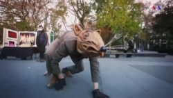 Նյու Յորքի աստղ հսկա առնետը