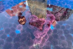 n this May 20, 2019 photo, a container at the Bodega Marine Lab in Bodega Bay, Calif. holds hundreds of live purple urchins harvested from the Mendocino County coast where they have been decimating kelp forests.