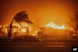 FILE - Trees sway in high winds as the Eaton fire burns structures, Jan. 8, 2025, in Altadena, Calif.