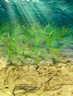 In the background of this digital recreation, ancient microscopic green seaweed is seen living in the ocean 1 billion years ago. In the foreground is the same seaweed in the process of being fossilized far later. (Photo Credit: by Dinghua Yang)