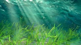 In the background of this digital recreation, ancient microscopic green seaweed is seen living in the ocean 1 billion years ago. In the foreground is the same seaweed in the process of being fossilized far later. (Photo Credit: by Dinghua Yang)