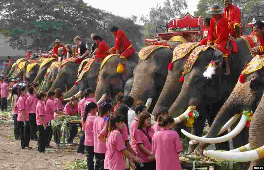 تھائی لینڈ کے تمام چڑیا گھروں میں موجود ہاتھیوں کو دیکھنے کے لیے آنے والوں کو اس جانور کی مختلف نسلوں کے بارے میں بریفنگ دی گئی۔