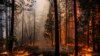 کیلی فورنیا: آگ پر قابو پانے کی کوششیں جاری
