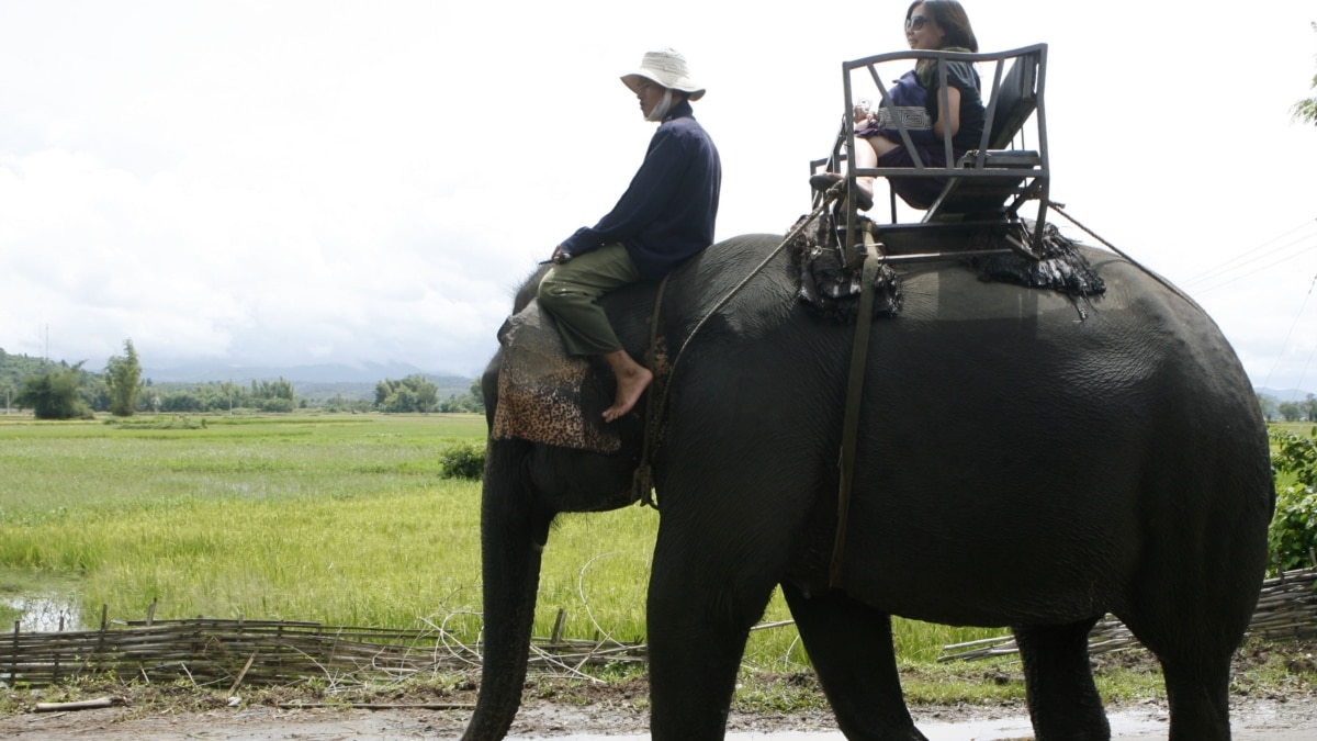 Vietnam's Elephants Face Threats from Near and Far