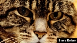 A female tabby cat shows alertness in her eyes.