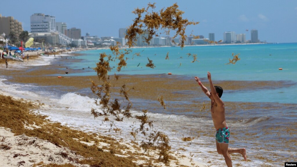 A tourist tosses sargassum into the air at Marlin Beach in Cancun, Mexico May 30, 2021. (REUTERS/Paola Chiomante)