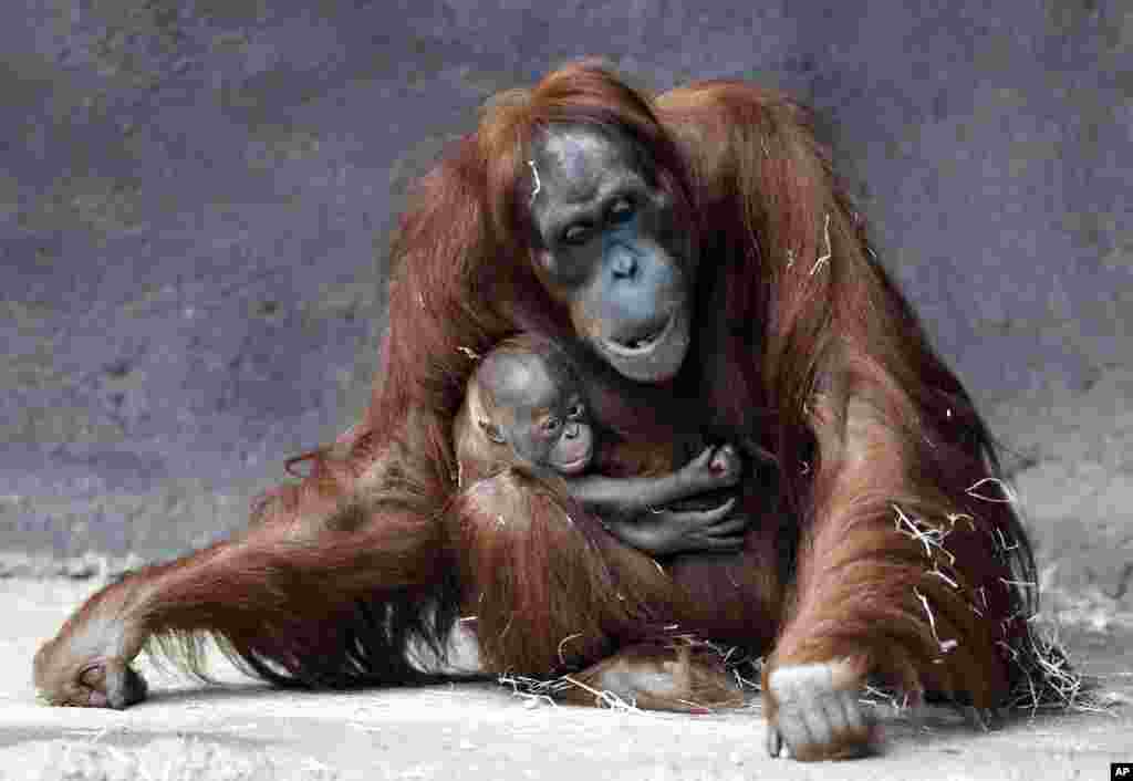 Kawi, a newly born baby of critically endangered Sumatran orangutan, holds on to his mother Mawar at their enclosure at the zoo in Prague, Czech Republic.