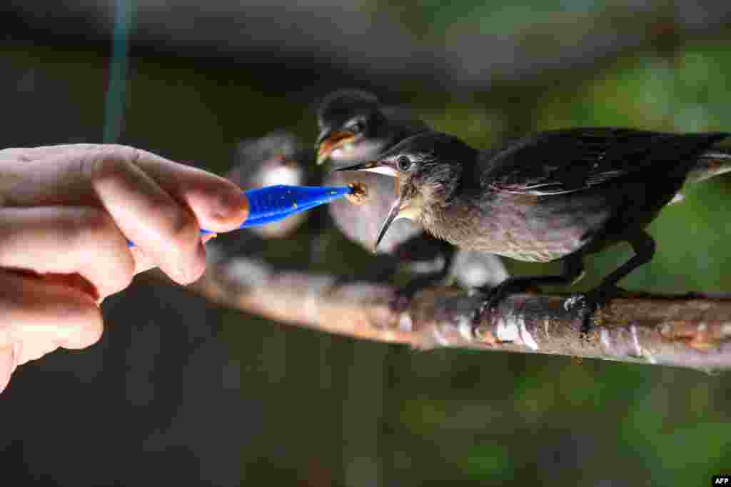 Marie-Pierre Puech, veterinarian and president of the Goupil association, feeds young starlings at the Wildlife Hospital in Laroque, southern France, July 9, 2019.