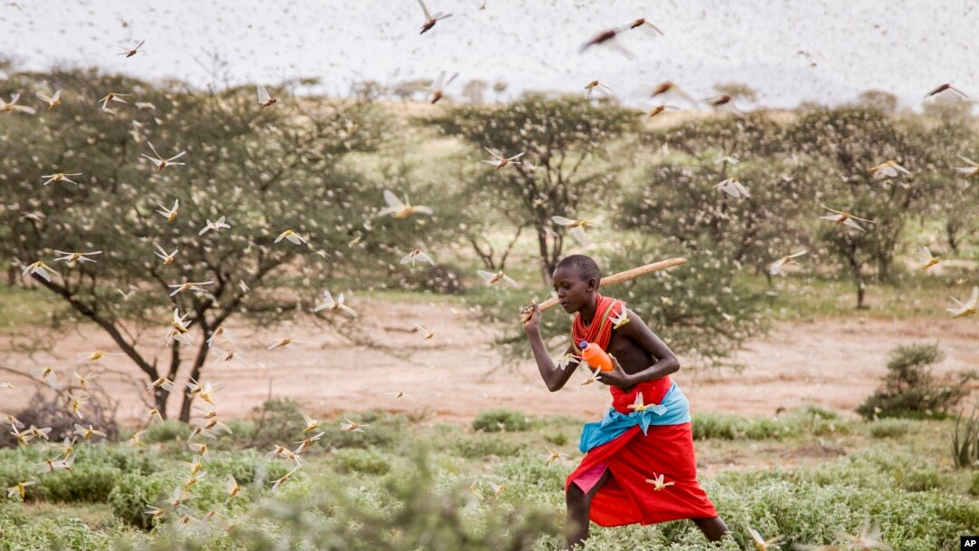 Umuyabaga w'umuhungu w'i Samburu muri Kenya ariko yirukana inzige kw'itariki 16/01/2020.