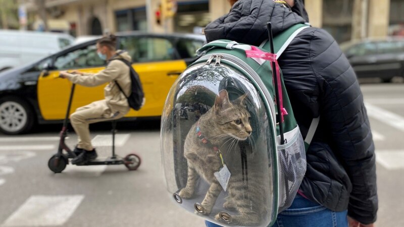 Kucing Bantu Atasi Kesehatan Jiwa Mantan Polisi Perbatasan Australia