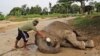 Seorang pelatih gajah memberikan air kepada seekor gajah liar sumatera yang belum pulih sepenuhnya setelah ditenangkan selama relokasi dari daerah berpenduduk di kota terdekat ke pusat konservasi di Minas, Riau. (Foto: AP)