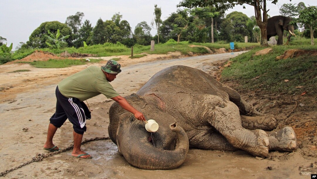 Seorang pelatih gajah memberikan air kepada seekor gajah liar sumatera yang belum pulih sepenuhnya setelah ditenangkan selama relokasi dari daerah berpenduduk di kota terdekat ke pusat konservasi di Minas, Riau. (Foto: AP)