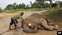 Seorang pelatih gajah memberikan air kepada seekor gajah liar sumatera yang belum pulih sepenuhnya setelah ditenangkan selama relokasi dari daerah berpenduduk di kota terdekat ke pusat konservasi di Minas, Riau. (Foto: AP)